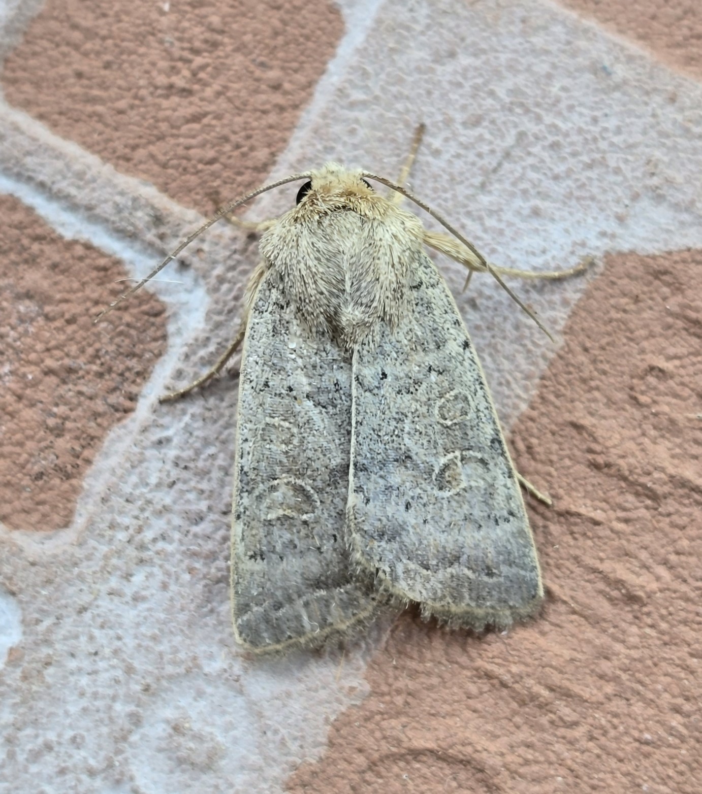 Photo of Vine's Rustic (Hoplodrina ambigua)